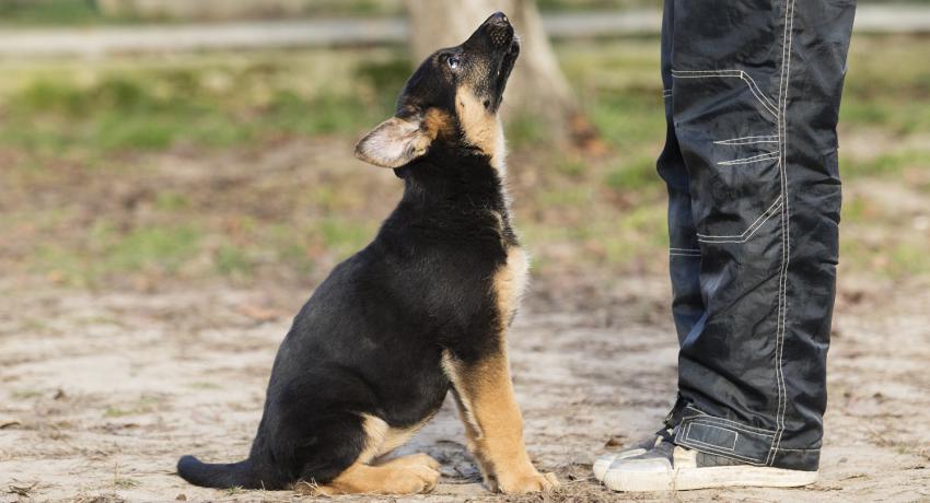 dog sitting for trainer