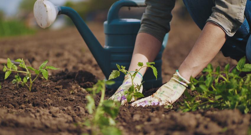 Gardening 