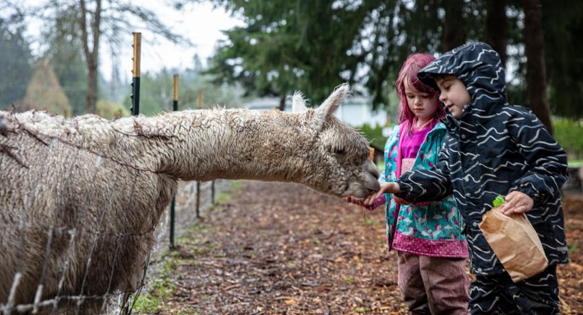 Two young children feed an alpaca at Forest Friends Preschool Infinity Farm in Issaquah.